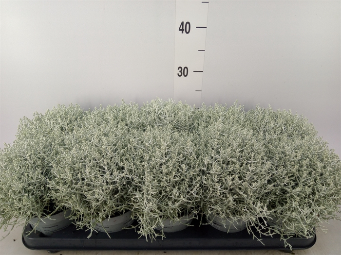 <h4>Leucophyta     [Calocephalus]</h4>