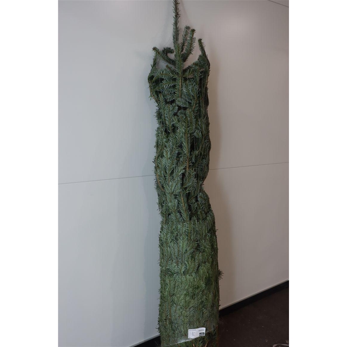 <h4>Abies Nordmanniana</h4>