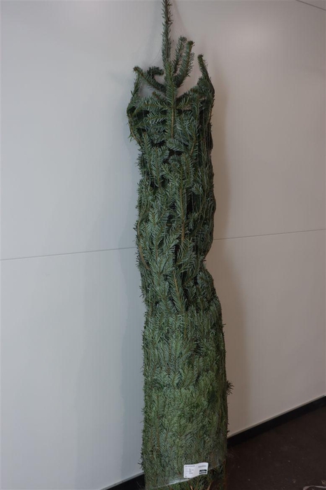 <h4>Abies Nordmanniana</h4>