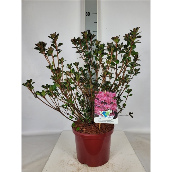 <h4>Rhododendron obtusum Pink Poetry® EU-S C5 30-40</h4>