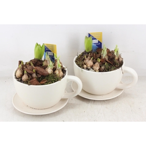 arr4 Bollenmix MB - Kop/schotel white x6