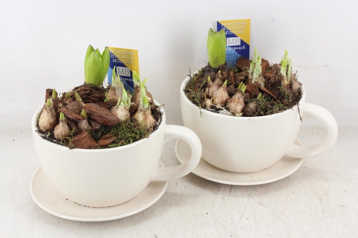 arr4 Bollenmix MB - Kop/schotel white x6