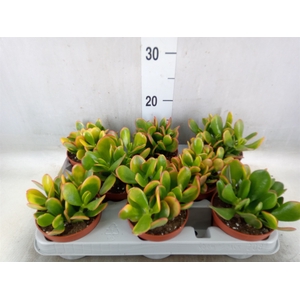 Crassula ovata 'Sunset'