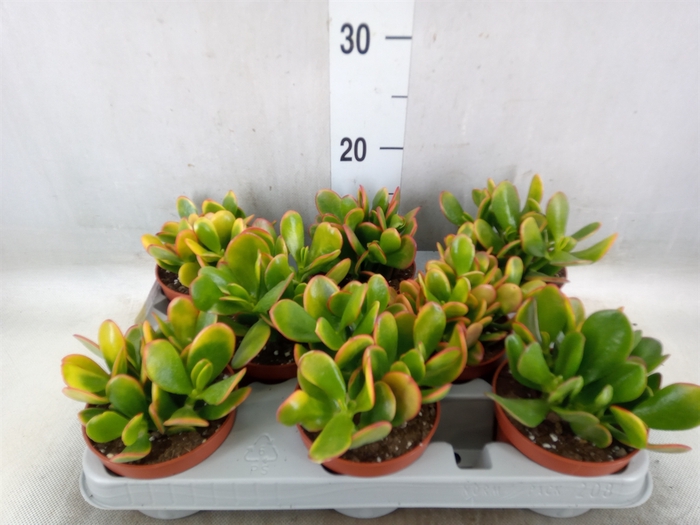 <h4>Crassula ovata 'Sunset'</h4>