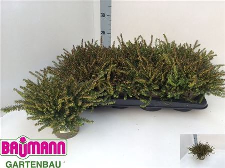 Eric Da Kramers Rote