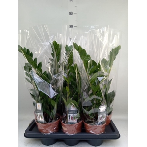 Zamioculcas zamiifolia