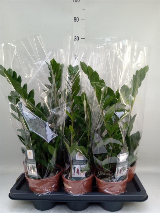 <h4>Zamioculcas zamiifolia</h4>