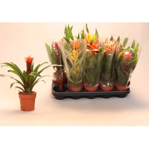 BROMELIA GEM
