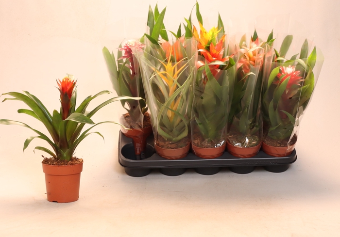<h4>BROMELIA GEM</h4>