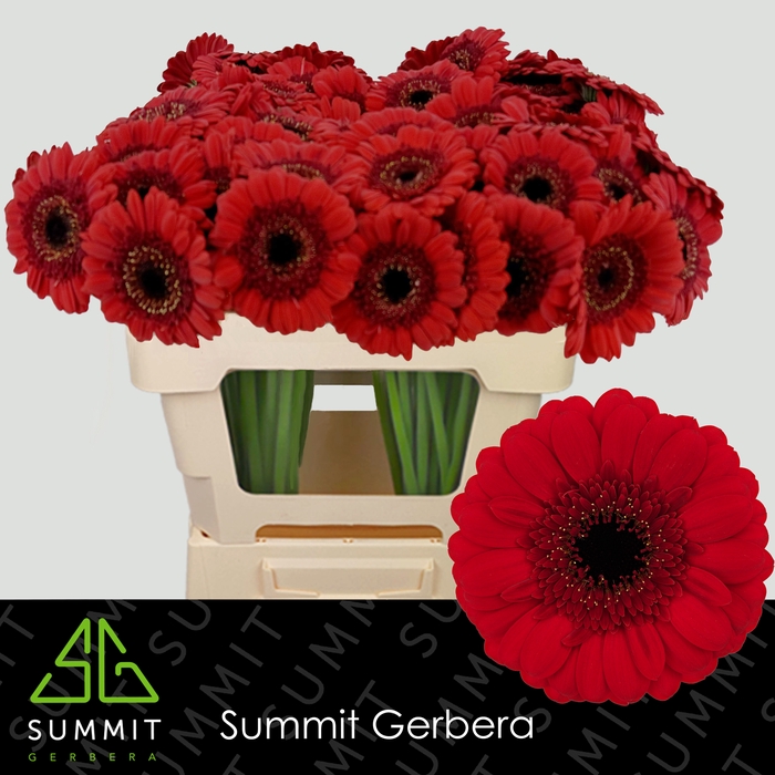 <h4>Germini Red Ruby Water</h4>