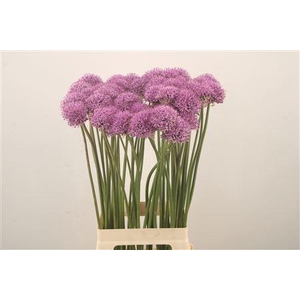 Allium Gladiator X50