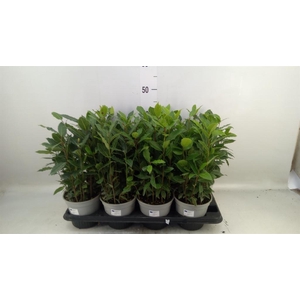 Laurus nobilis