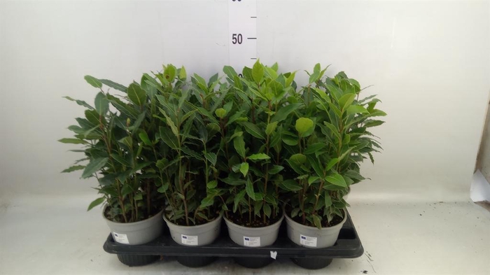 <h4>Laurus nobilis</h4>