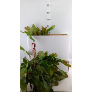 Lepismium houlletianum