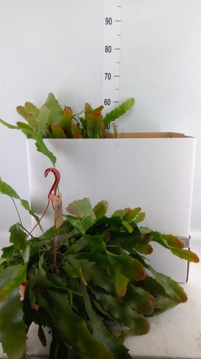 <h4>Lepismium houlletianum</h4>