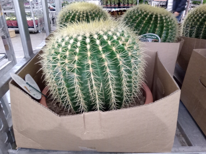 <h4>Echinocactus grusonii</h4>