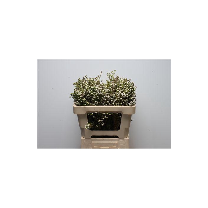 <h4>Kaaps Brunia Spray</h4>