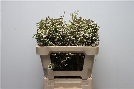 <h4>Kaaps Brunia Spray</h4>