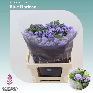 Ageratum Blue Horizon