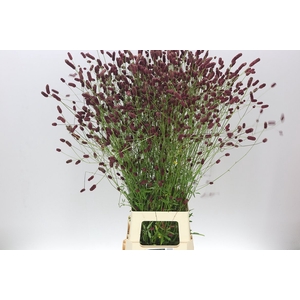 Sanguisorba Off Dark