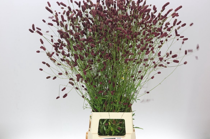 <h4>Sanguisorba Off Dark</h4>