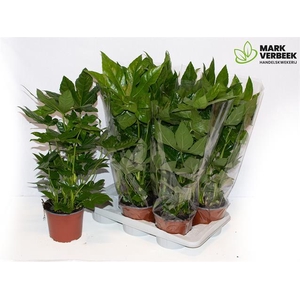 Fatsia japonica 17Ø 60cm