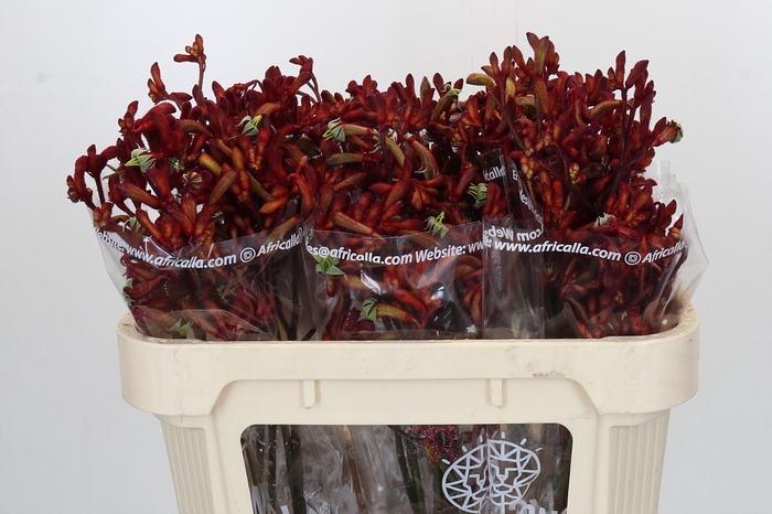 Anigozanthos Early Spring Indoor