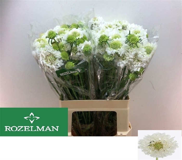 <h4>Scabiosa FS White</h4>