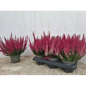 CALLU BL SABELLA