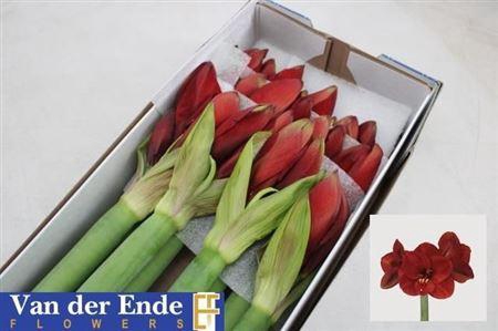 <h4>Hipp Ga Primitivo</h4>