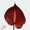 Anthurium safari