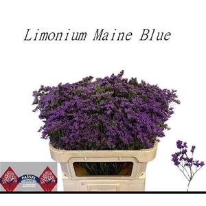 LIM MAINE BLUE