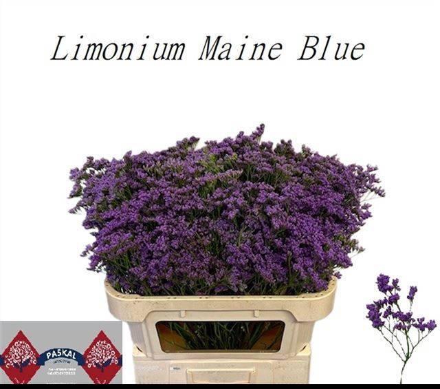 <h4>LIM MAINE BLUE</h4>