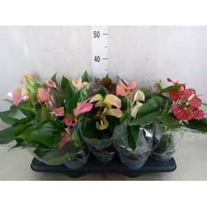 Anthurium   ...mix