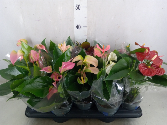 <h4>Anthurium   ...mix</h4>