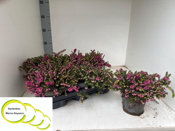 <h4>ERIC DA KRAMERS ROTE</h4>