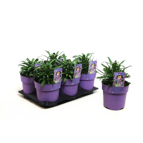 <h4>Erysimum Leya Purple Glow</h4>