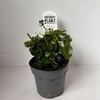Hedera hibernica Arbori Compact