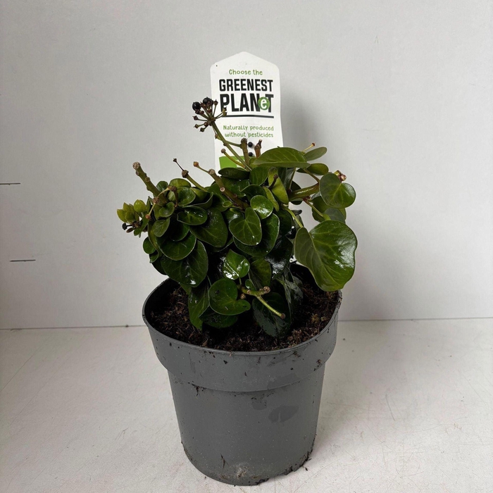 <h4>Hedera hibernica Arbori Compact</h4>