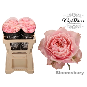 R GR BLOOMSBURY x 20