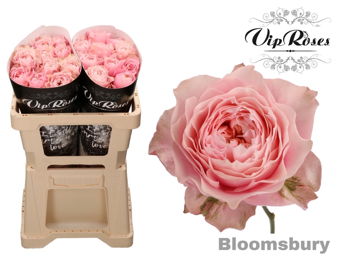 R GR BLOOMSBURY x 20