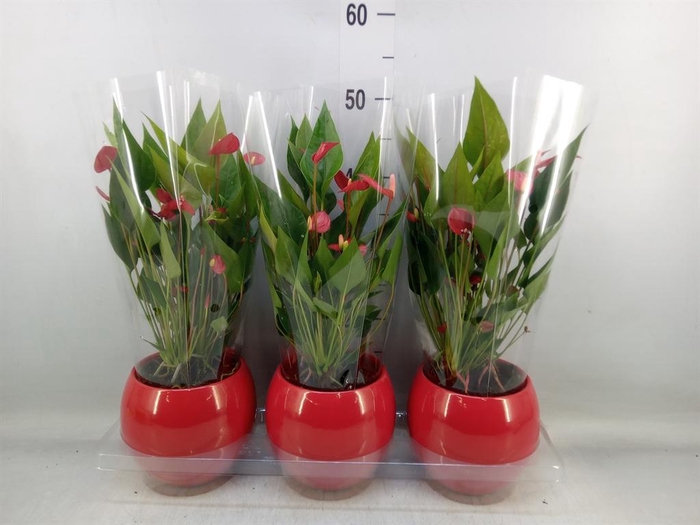 <h4>Anthurium andr. 'Mill Flowers Red'</h4>