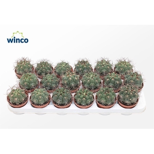 Gymnocalycium Saglyonis