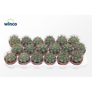 Gymnocalycium Saglyonis