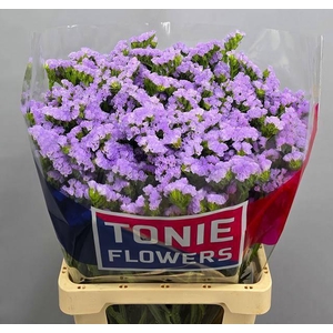 LIM S TONIE LAVENDER
