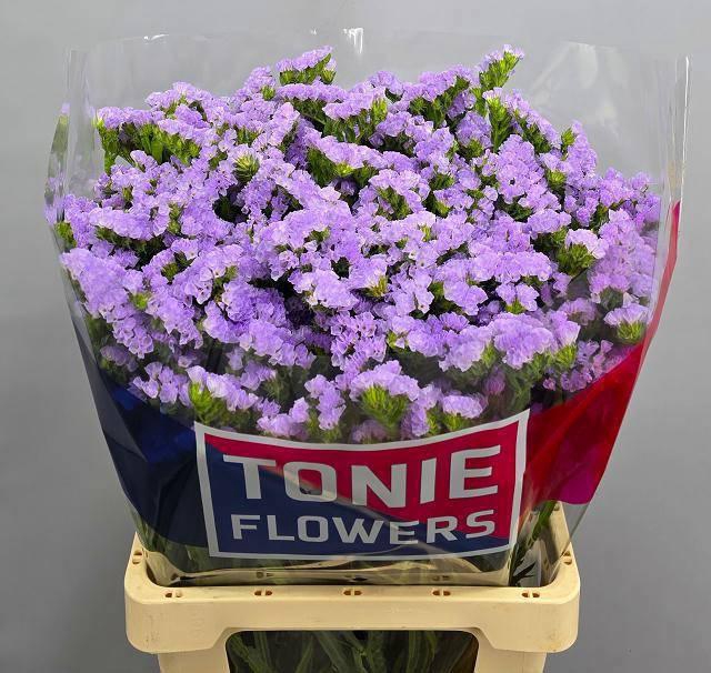 <h4>LIM S TONIE LAVENDER</h4>