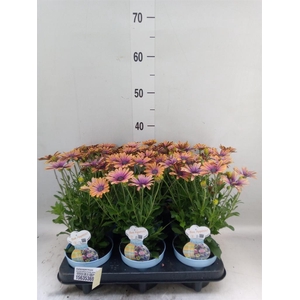 Osteospermum   ...