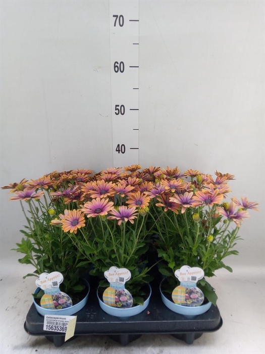 <h4>Osteospermum ...</h4>