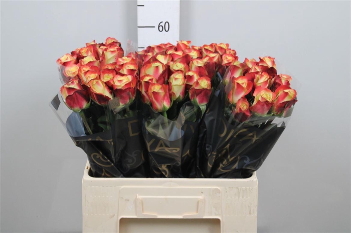 <h4>R Gr Eagle Eye+</h4>