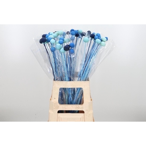 Craspedia Kl Bh Blue Lagoon Mix